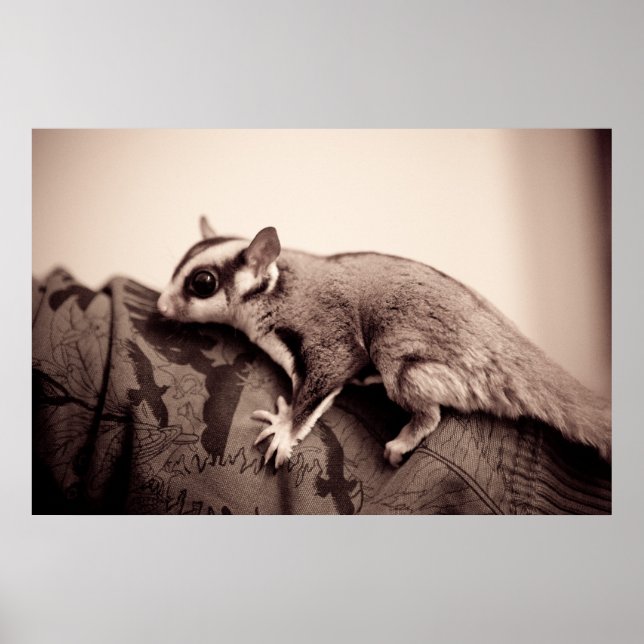 Sugar Glider poster (Front)