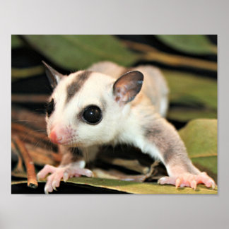 Sugar Glider Poster