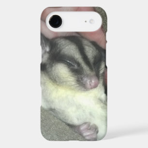 Sugar Glider Sleeping in Blanket