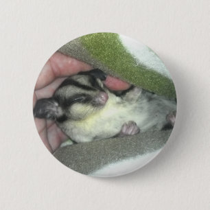 Sugar Glider Sleeping in Blanket 6 Cm Round Badge