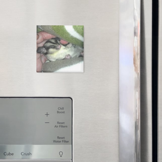 Sugar Glider Sleeping in Blanket Magnet (In Situ (Fridge))