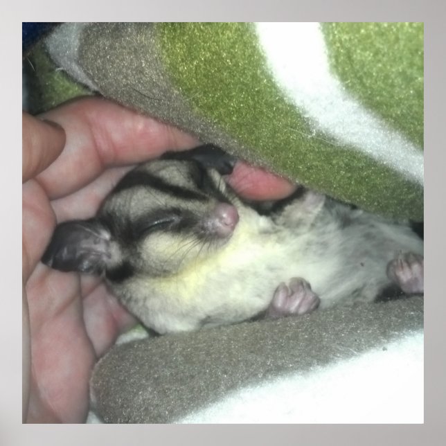 Sugar Glider Sleeping in Blanket Poster (Front)