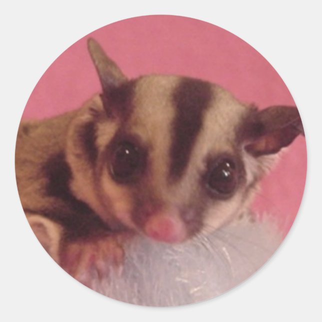 sugar glider sticker (Front)