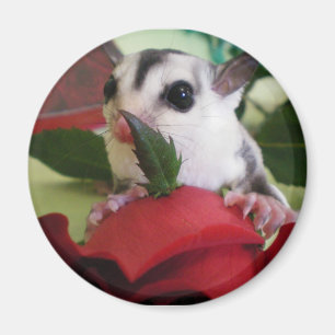 sugar glider w/ rose magnet