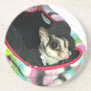 Sugar Glider Wearing a Hat Coaster