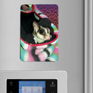 Sugar Glider Wearing a Hat Magnet