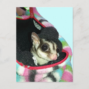 Sugar Glider Wearing a Hat Postcard