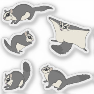 Sugar Gliders