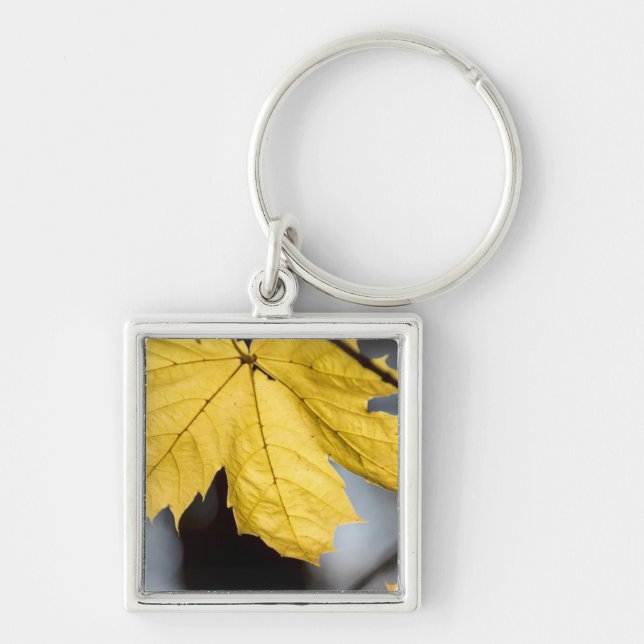 Sugar maple, fall key ring (Front)