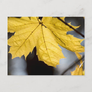 Sugar maple, fall postcard