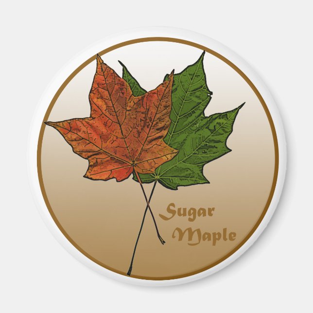 Sugar Maple Tree Magnet (Front)