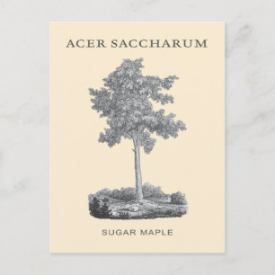 Sugar maple tree with vintage illustration postcard