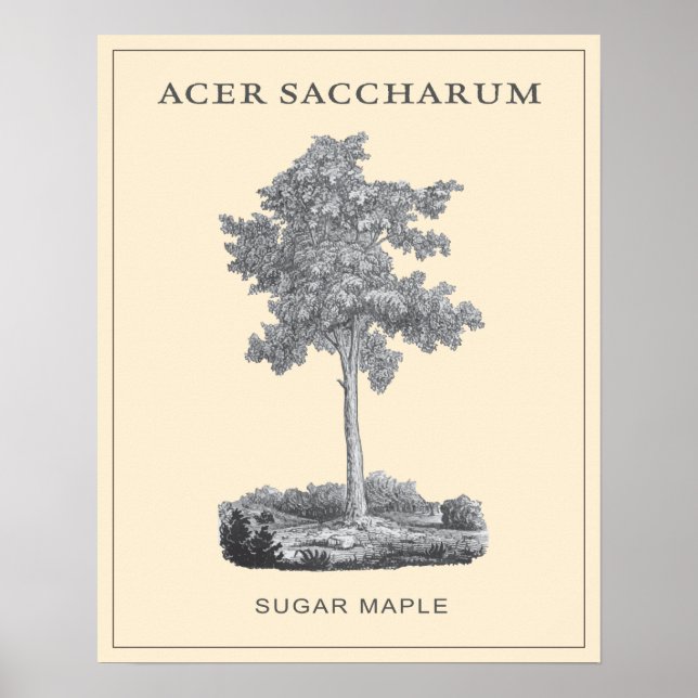 Sugar maple tree with vintage illustration poster (Front)