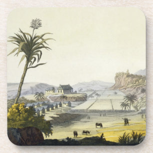 Sugar Plantation, Antilles (colour engraving) Coaster