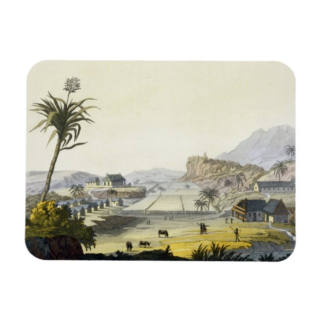 Sugar Plantation, Antilles (colour engraving) Magnet (Horizontal)
