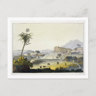 Sugar Plantation, Antilles (colour engraving) Postcard