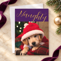 Sugar Plum Gold Christmas Naughty Pet Photo