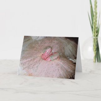 Sugar Plum Holiday Card
