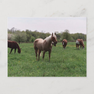 Sugar, Sky, Lady, & Harley Postcard