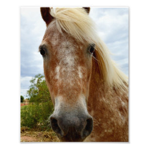 Sugar The Appaloosa Horse, Photo Print