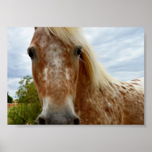 Sugar The Appaloosa Horse, Poster