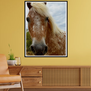Sugar The Appaloosa Horse,  Poster