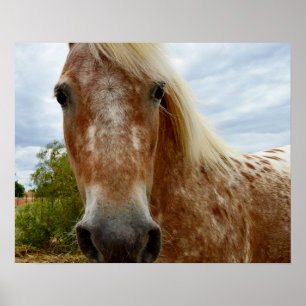 Sugar The Appaloosa Horse, Poster