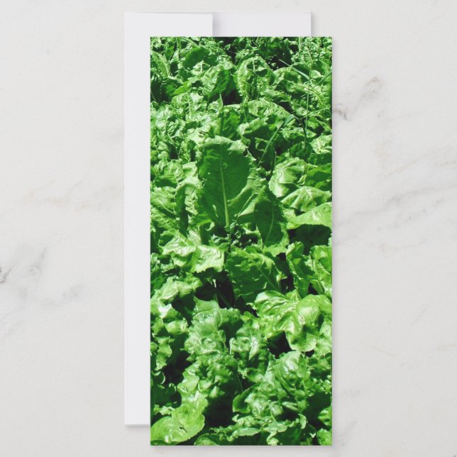 Sugarbeet field (Front)