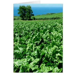Sugarbeet field