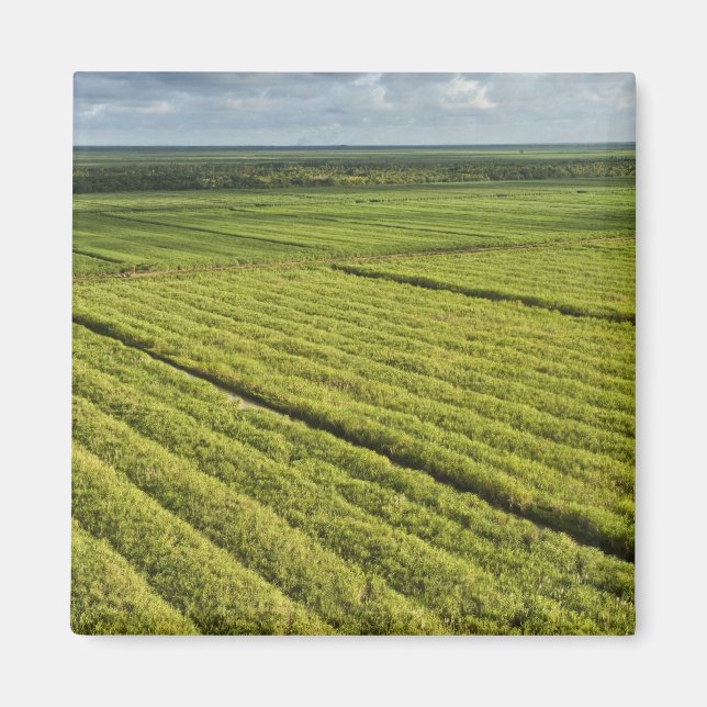 Sugarcane Plantations, Guyana Magnet (Front)