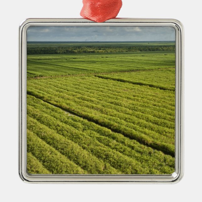Sugarcane Plantations, Guyana Metal Tree Decoration (Front)
