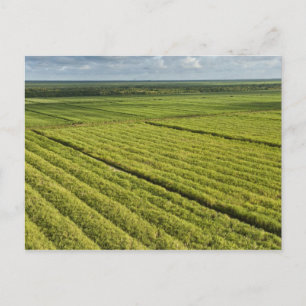 Sugarcane Plantations, Guyana Postcard