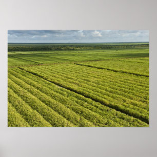 Sugarcane Plantations, Guyana Poster