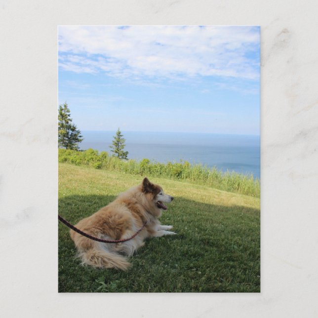 Suka Enjoying Cape George Postcard (Front)