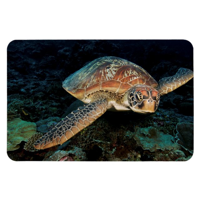 Sulawesi | Green Sea Turtle Magnet (Horizontal)