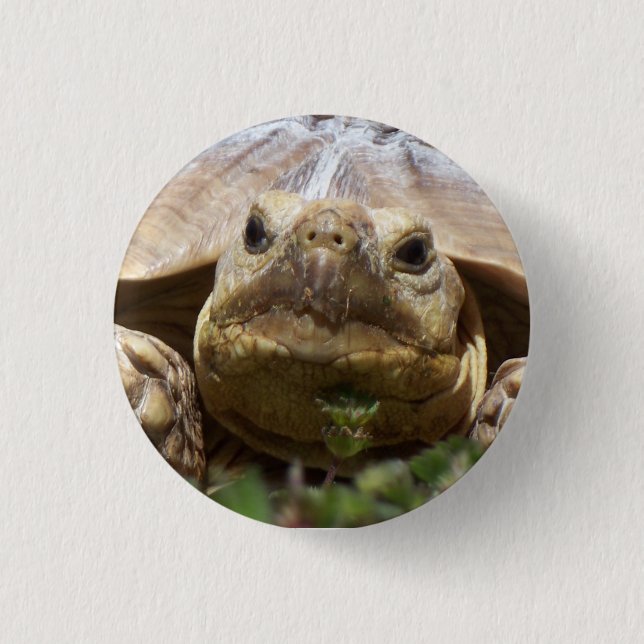 Sulcata Tortoise 3 Cm Round Badge (Front)
