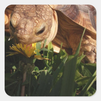 Sulcata Tortoise Bites Dandelion in Grass Square Sticker