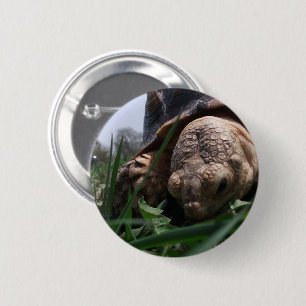 Sulcata Tortoise Close-up Grazing in Grass 6 Cm Round Badge