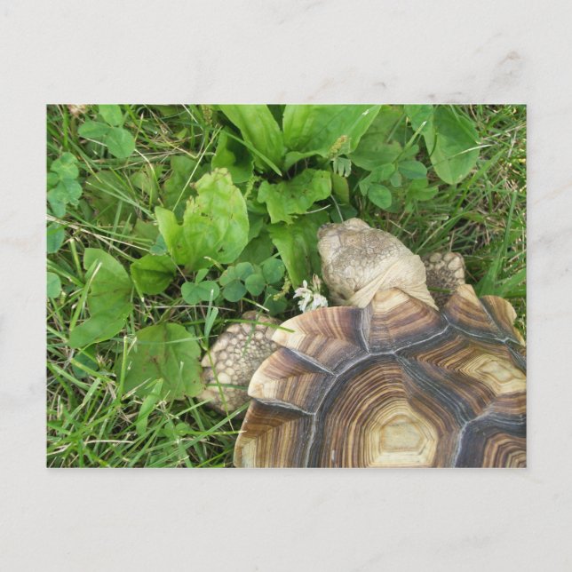 Sulcata Tortoise Eating Clover and Plantain Postcard (Front)