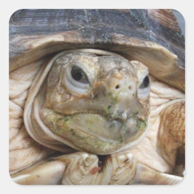 Sulcata Tortoise Face Close-up Square Sticker (Front)