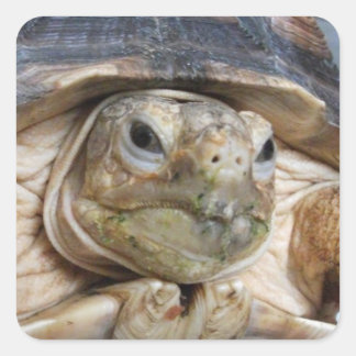 Sulcata Tortoise Face Close-up Square Sticker