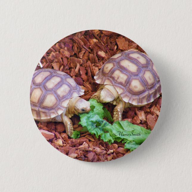 Sulcata Tortoise Hatchlings 6 Cm Round Badge (Front)