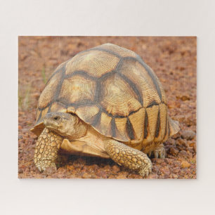 Sulcata Tortoise Jigsaw Puzzle