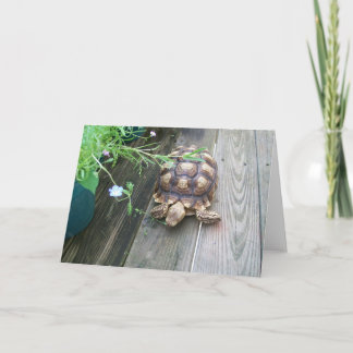 Sulcata Tortoise Lounging on Balcony Eating Flower Card