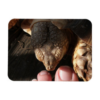 Sulcata Tortoise Watching People Toes Magnet