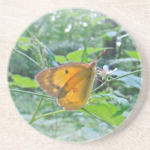 Sulpher Butterfly Coaster