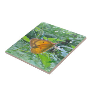 Sulpher Butterfly Tile