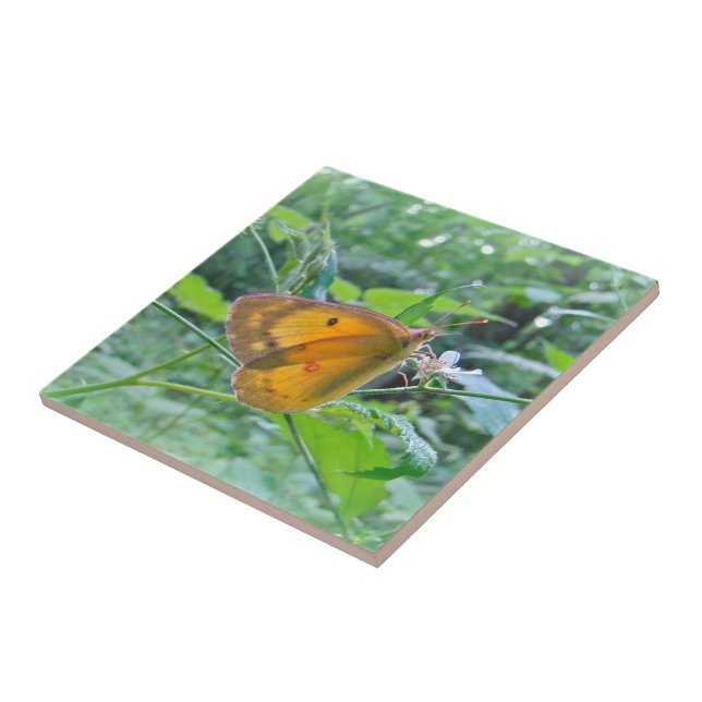 Sulpher Butterfly Tile (Side)