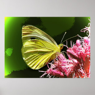 Sulphur Butterfly Impressions Poster