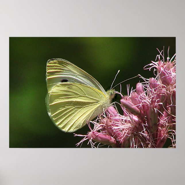 Sulphur Butterfly Poster (Front)